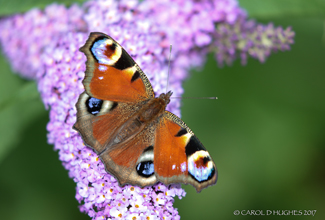 PEACOCK (Aglais io)